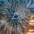 Tube dwelling anemone - Cerianthus membranaceus - Close