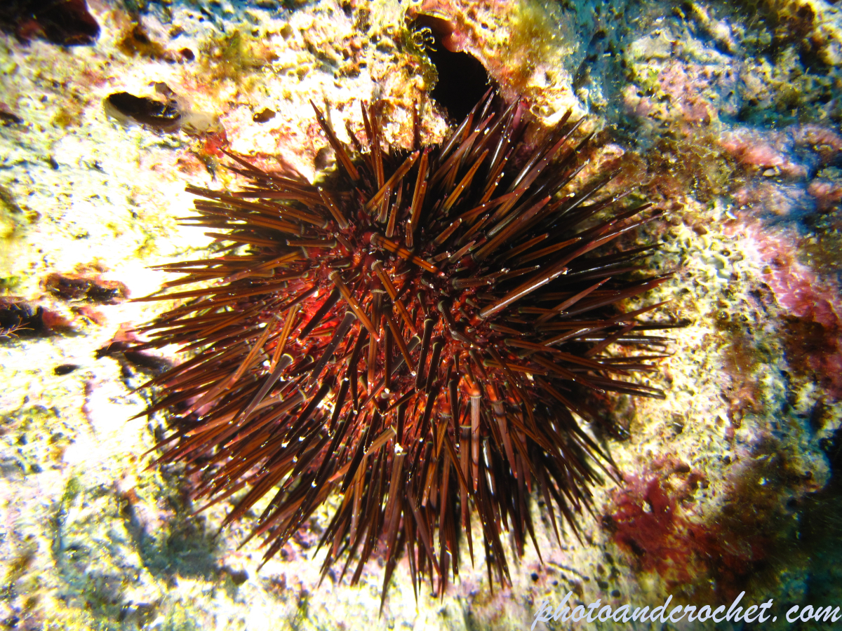 Black sea urchin - Image
