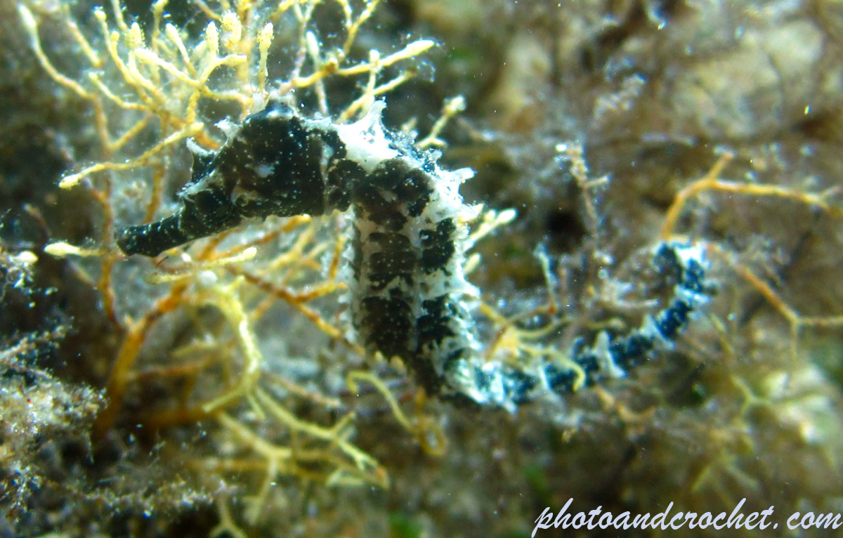 Common seahorse - Image