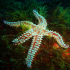 Spiny Starfish - Marthaterias glacialis