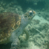 Green sea turtle - Chelonia mydas - portrait