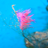 Nudibranch - Flabellina affinis - All in color