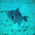 Triggerfish - Balistes carolinensis