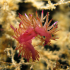 Nudibranch - Flabellina affinis - Looking for the belly button