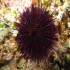 Black sea urchin - Arbacia lixula - On the rocks