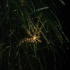 Crinoid - Antedon mediterranea - At night