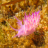 Nudibranch - Flabellina affinis - Out for a strawl