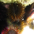 Black sea urchin - Image