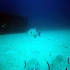 Triggerfish - Balistes carolinensis - On the Wreck