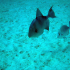 Triggerfish - Balistes carolinensis - Searching