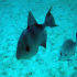 Triggerfish - Balistes carolinensis - Close