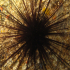 Long-spined black sea urchin - Image