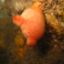 Sea potato - Halocinthya papillosa - upside down