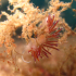 Nudibranch - Flabellina affinis - upside down