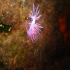 Nudibranch - Flabellina affinis - Laying eggs