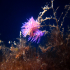 Nudibranch - Flabellina affinis - Meeting