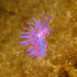 Nudibranch - Flabellina affinis - Close up