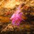 Nudibranch - Flabellina affinis - What are you up to?