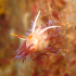 Nudibranch - Flabellina affinis - Coming closer