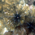 Long-spined black sea urchin - Image