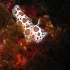 Nudibranch - Discodoris atromaculata - Making way