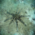 Sea star - Luidia maculata