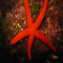Red Star - Echinaster sepositus - Hanging on