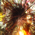 Long-spined urchin - Centrostephanus longispinus - In the spot light
