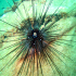 Long-spined black sea urchin - Diadema setosum - Look me in the eye