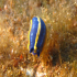 Nudibranch - Thuridilla hopei - What are you looking at?