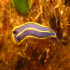 Nudibranch - Thuridilla hopei - In a hurry