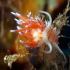 Nudibranch - Flabellina affinis - Close up 2