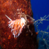 Nudibranch - Flabellina affinis - Along the mast