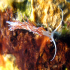 Nudibranch - Flabellina affinis - Tall