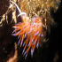 Nudibranch - Flabellina affinis - In color
