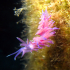Nudibranch - Flabellina affinis - Downhill