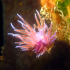 Nudibranch - Flabellina affinis - Fancy colors