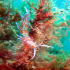 Nudibranch - Flabellina affinis - Feeding