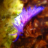 Nudibranch - Flabellina affinis - Bright Colours