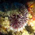 White tip sea urchin - Sphaerechinus granularis