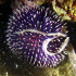 White tip sea urchin - Sphaerechinus granularis - Under the rock