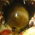 Cowrie - Image