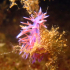 Nudibranch - Flabellina affinis - Entangled