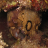 Sea hare - Aplysia depilans - Upside down