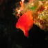 Sea potato - Halocinthya papillosa - Avoiding light