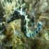 Common seahorse - Image