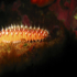 Bearded Fire Worm - Hermodice carunculata - Detail
