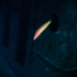 Rainbow Wrasse - Coris julis - At the wreck