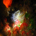 White-tufted worm - Protula tubularis - In a cavern