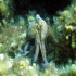 Octopus - Octopus vulgaris - Up for a chat
